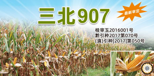 三北种业 以玉米种子为核心，引领农业高产栽培新时代