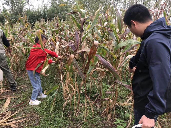 节约粮食，从我做起——何谨含班级开展粮食主题实践活动